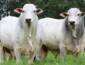 Boi gordo perde força em agosto, mas carne bovina segue valorizada