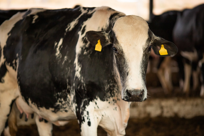 CNA alerta produtores de leite para importância da gestão de riscos