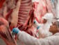 Carne bovina: exportações brasileiras perdem ritmo em julho após semestre histórico