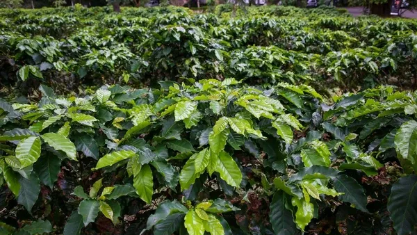 Polpa de café acelera recuperação de área degradada