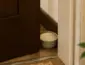 Arroz cru pode simbolizar prosperidade no Feng Shui