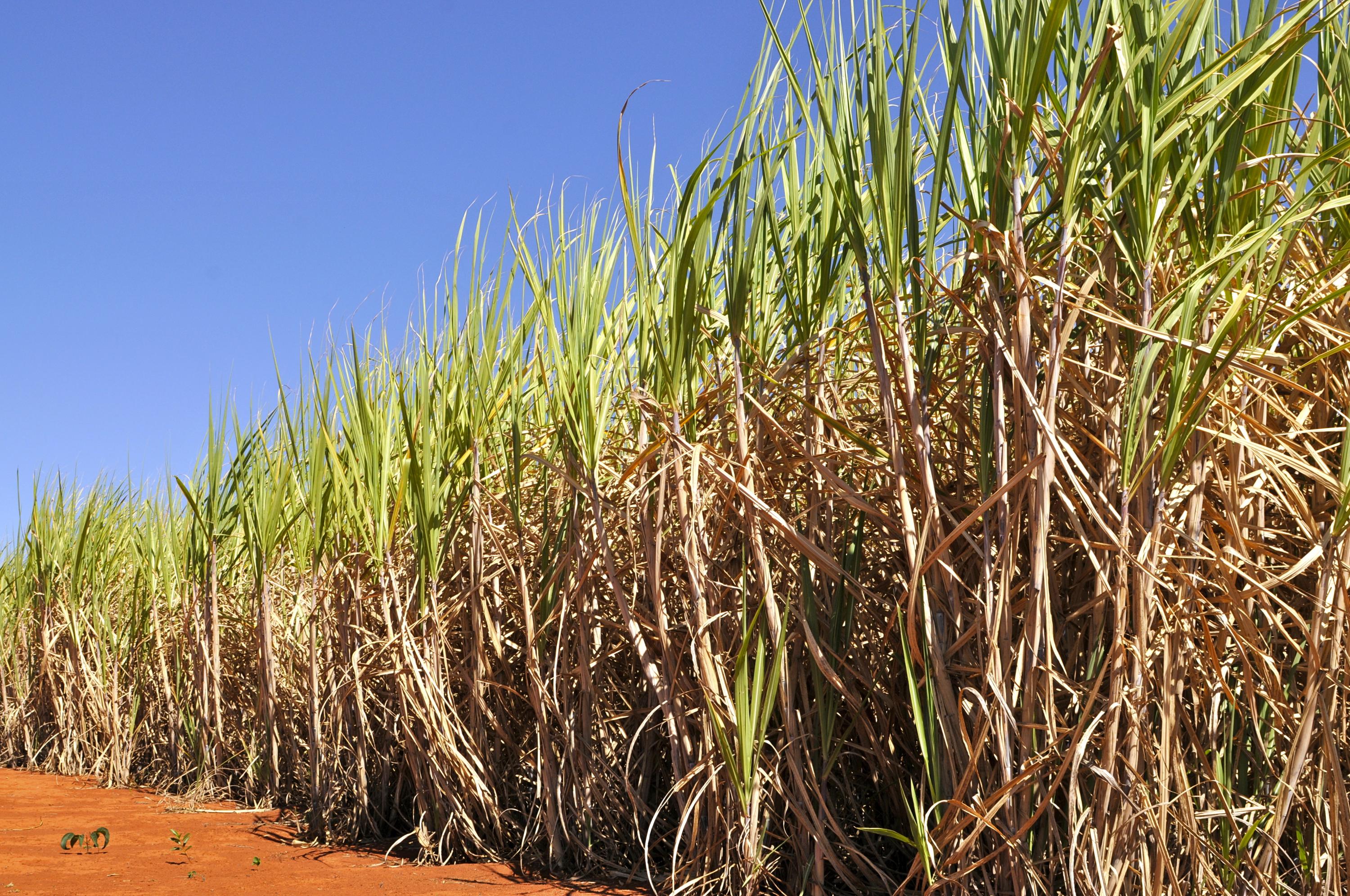 Conab estima produção de cana-de-açúcar em 705,2 milhões de toneladas na safra 2026/27