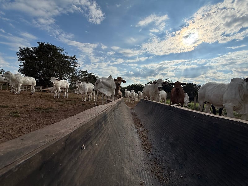 Confinamento em MT cresce 43% e deve atingir 1,33 milhão de animais em 2026, aponta Imea