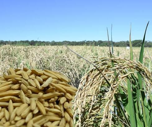 Cotações do arroz sinalizam recuperação