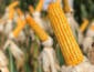 Custo do milho sobe e aperta margem do produtor em Mato Grosso