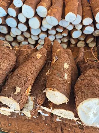 Disputa por matéria-prima se intensifica e preços da mandioca seguem em alta