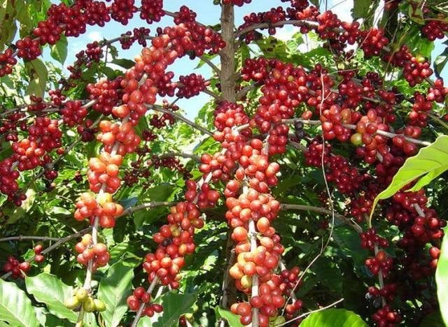 Embarques começam firmes, mas atraso da colheita limita oferta de café