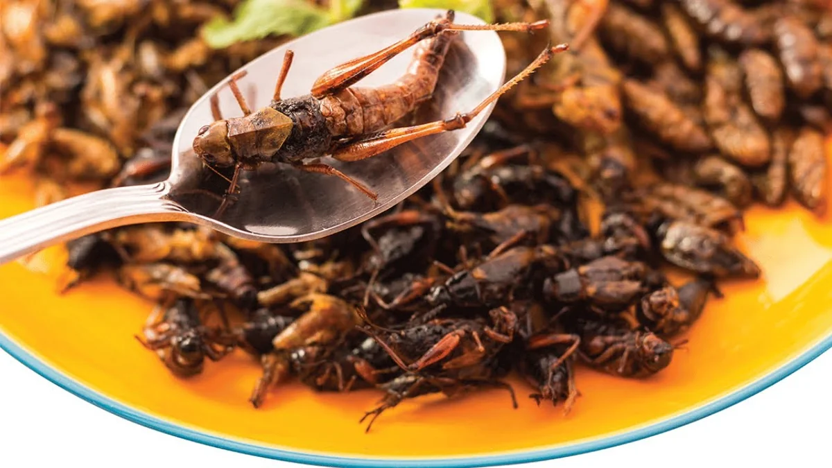 Entomofagia inspira sobremesas curiosas com insetos