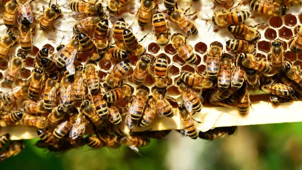 Feromônios influenciam escolha de abelhas no ninho