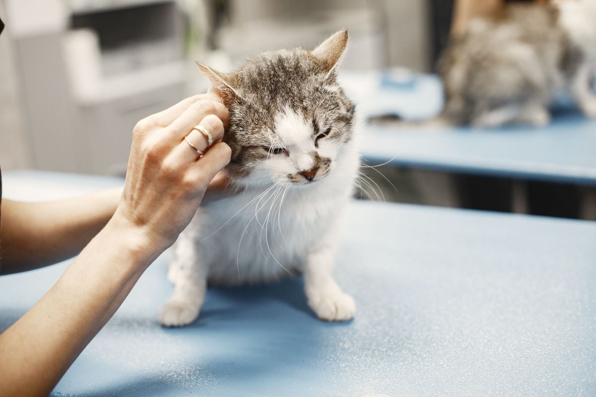 FIV, FeLV e PIF colocam prevenção felina em discussão   Pexels (1)