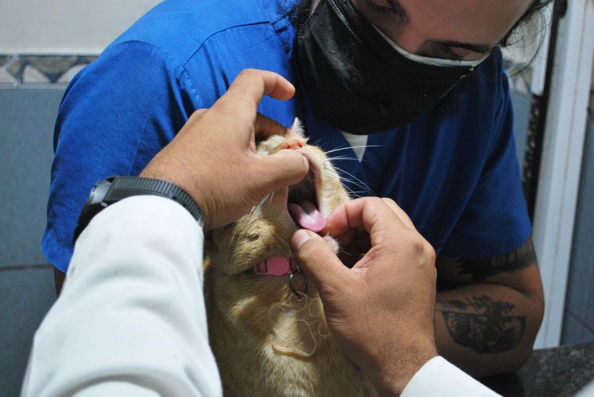 FIV, FeLV e PIF colocam prevenção felina em discussão   Pexels (3)