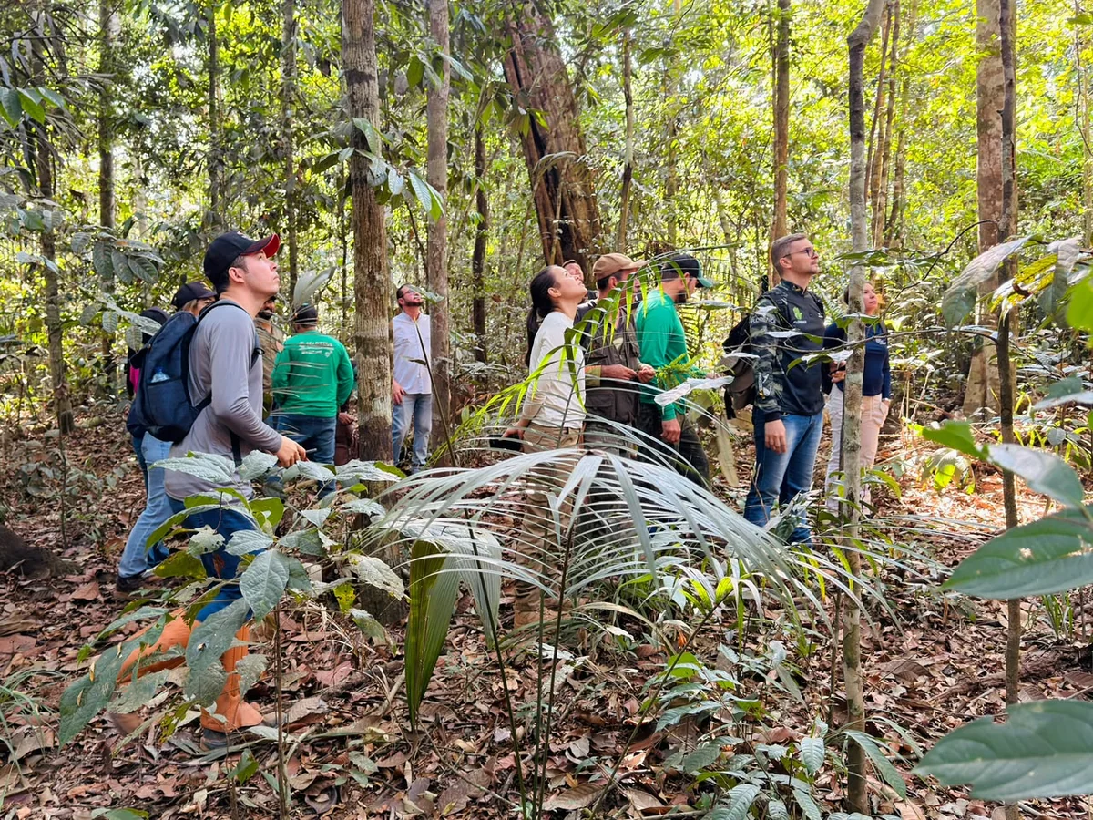 O Segredo da Floresta: Como a ciência salva a Amazônia do maior erro no manejo de madeira