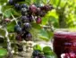 Dovyalis: fruta exótica rende geleias e cerca viva