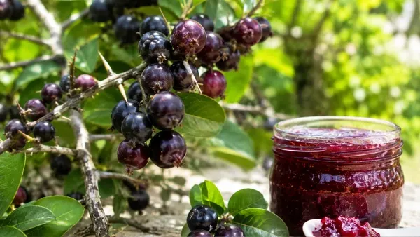 Dovyalis: fruta exótica rende geleias e cerca viva