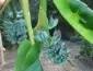 Banana azul tem sabor de baunilha e textura cremosa