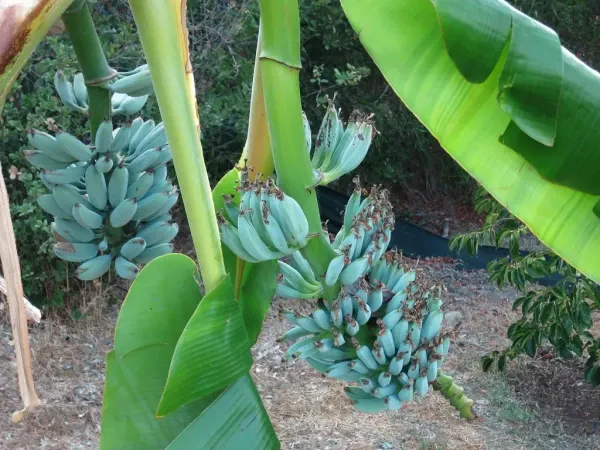 Banana azul tem sabor de baunilha e textura cremosa