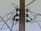 Gato de energia em grande escala: mineradora é flagrada roubando luz em cidade de Mato Grosso