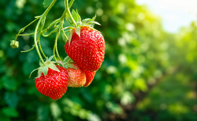 Importação de morango congelado do Egito preocupa produtores brasileiros
