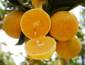 Laranja pera segue pressionada; poncã e tahiti se valorizam