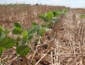 Manejo adequado pode reduzir impactos do El Niño sobre a soja na safra 2026/2027