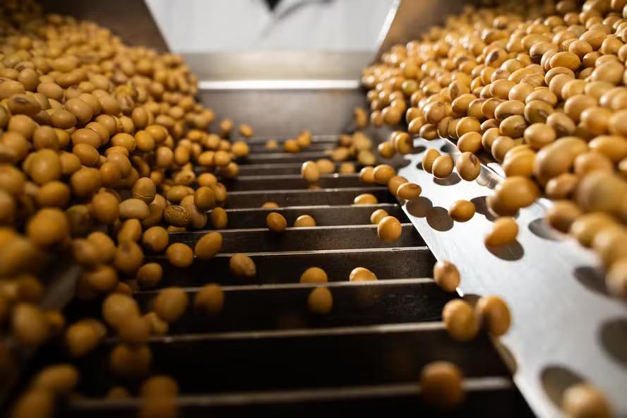 Margem de esmagamento da soja recua 17% em Mato Grosso