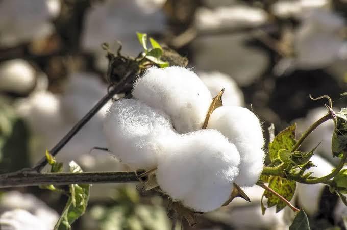 Mato Grosso chega a 69,52% da colheita do algodão com produtividade recorde