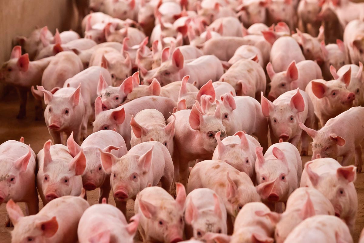 Mercado de suínos enfrenta período desfavorável, como em 2022