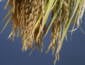 Mercado interno de arroz segue firme; embarques recuam e importações avançam