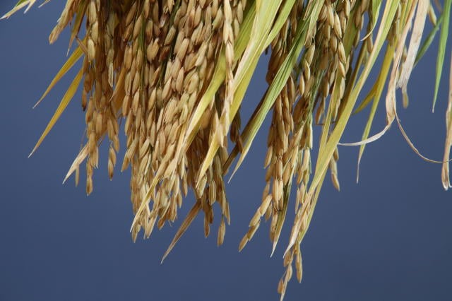 Mercado interno de arroz segue firme; embarques recuam e importações avançam