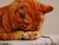 O silêncio dos gatos pode esconder sinais de dor e doenças