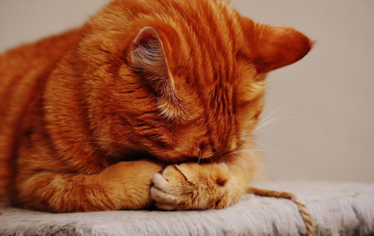 O silêncio dos gatos pode esconder sinais de dor e doenças   Pexels (3)