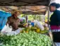 Alimentos frescos e preços acessíveis movimentam a Praça Alencastro na Feira da Agricultura Familiar em Cuiabá