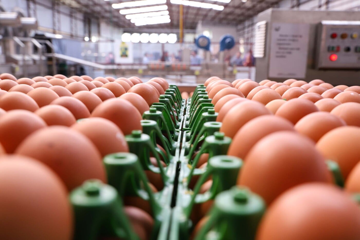 Preço dos ovos recua na segunda quinzena de agosto, aponta Cepea
