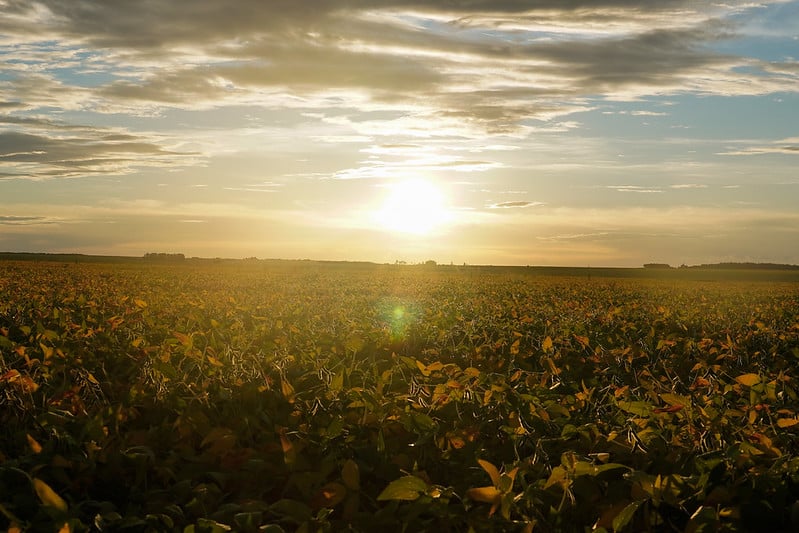 Produtor rural pode solicitar prorrogação de dívida antes de assumir novo financiamento, orienta Famato