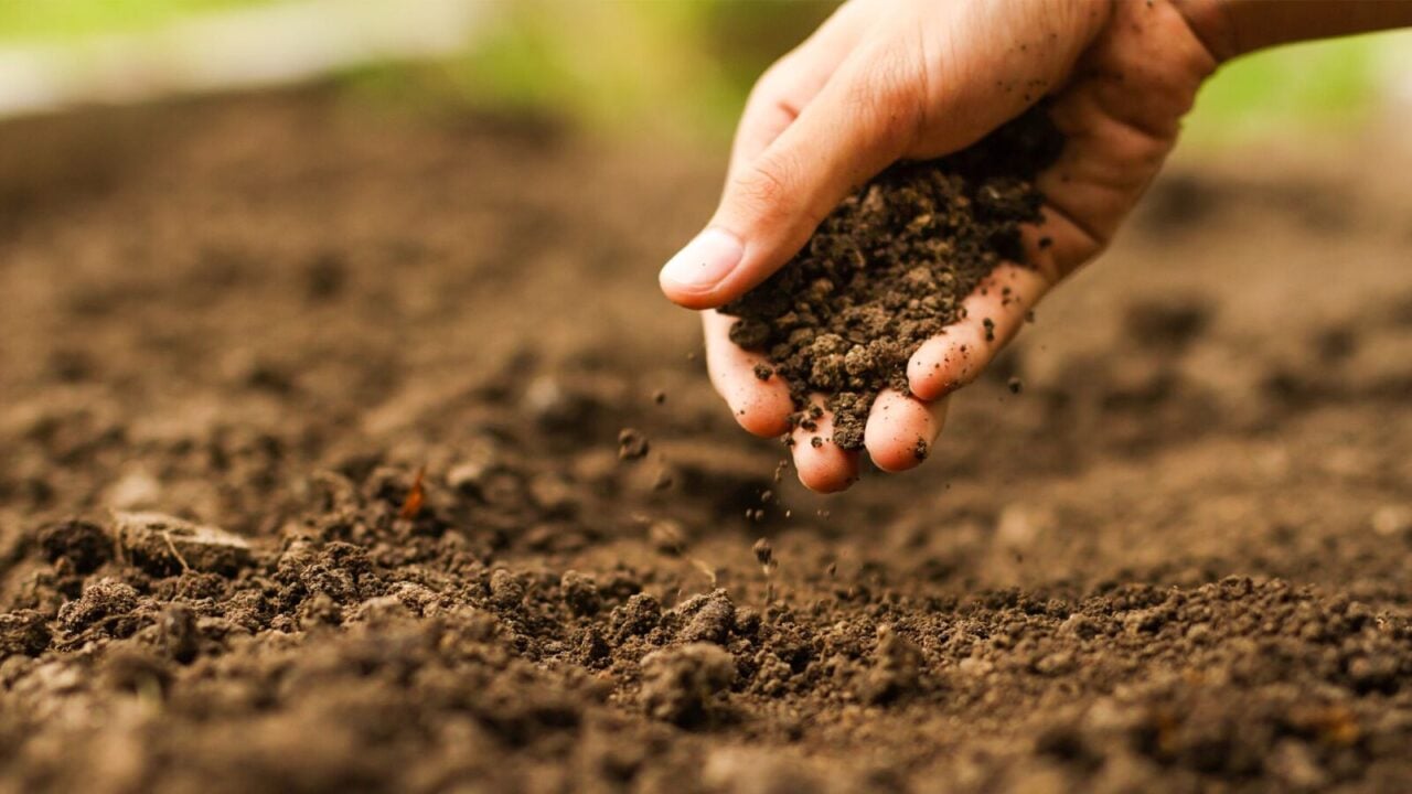 Agricultura regenerativa ganha força como alternativa para equilibrar solo, sustentabilidade e lucratividade