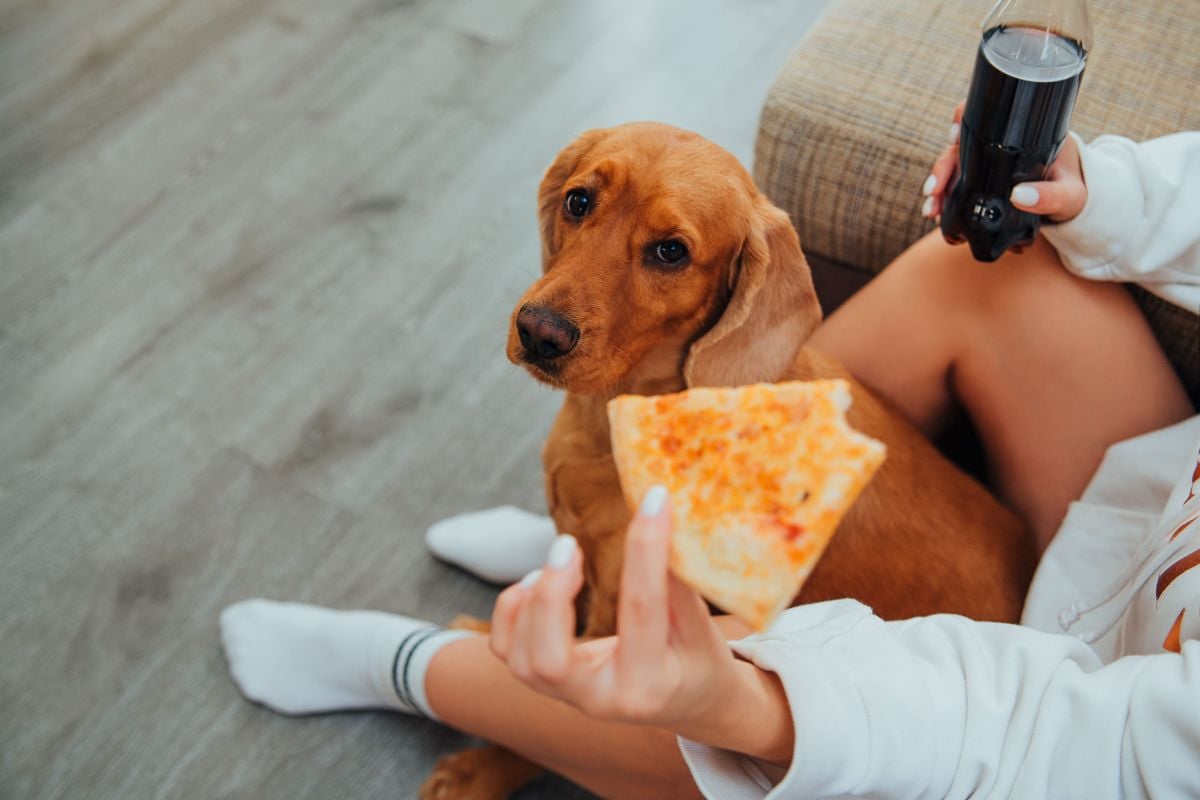 Seu pet está com fome ou apenas aprendeu a pedir comida   Pexels (1)