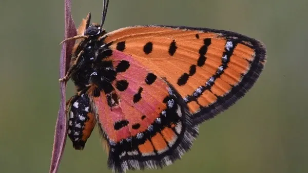 Sonhar com borboleta revela mudanças e novos ciclos