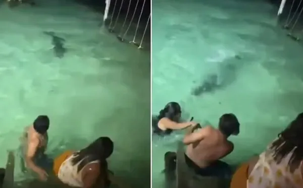 Crocodilo surpreende turistas durante banho noturno
