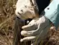 Plantas raras são redescobertas após 30 anos em Minas Gerais