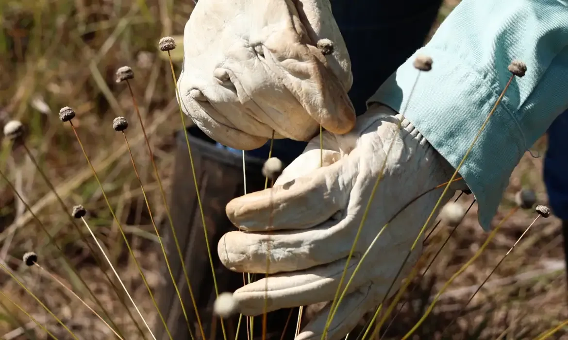 Plantas raras são redescobertas após 30 anos em Minas Gerais