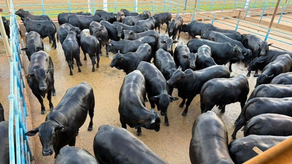 Genética Angus e cocho de primeira: boiada jovem do Vale do Araguaia surpreende frigorífico em MT