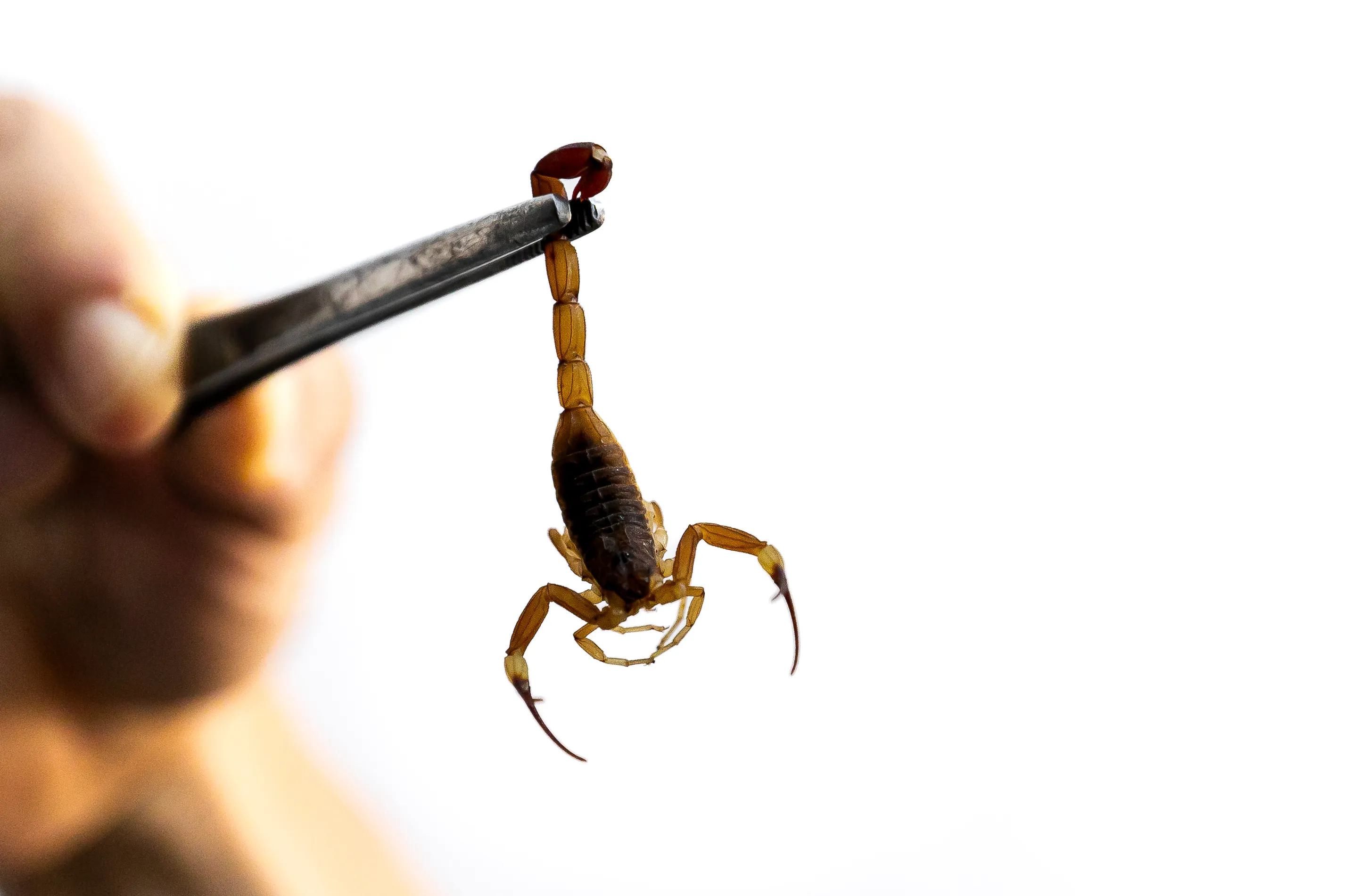 Animais peçonhentos