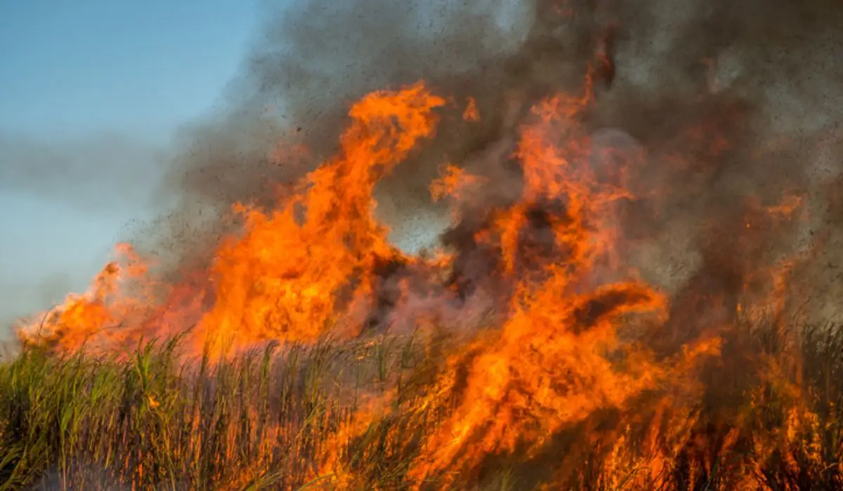 Entenda como o satélite detecta o fogo e o limite de atuação dos Bombeiros nas terras indígenas de Mato Grosso