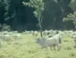 Com oferta restrita de fêmeas, arroba do boi e da vaca gorda sobem em Mato Grosso, aponta Imea