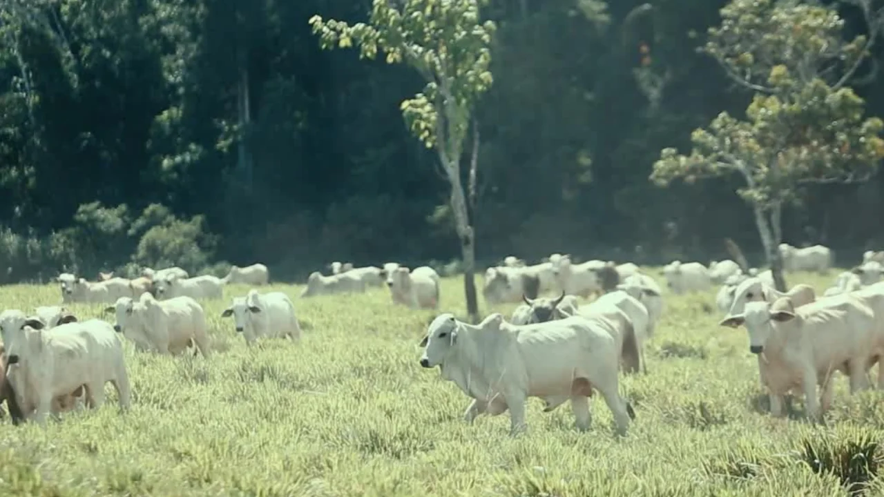 Com oferta restrita de fêmeas, arroba do boi e da vaca gorda sobem em Mato Grosso, aponta Imea