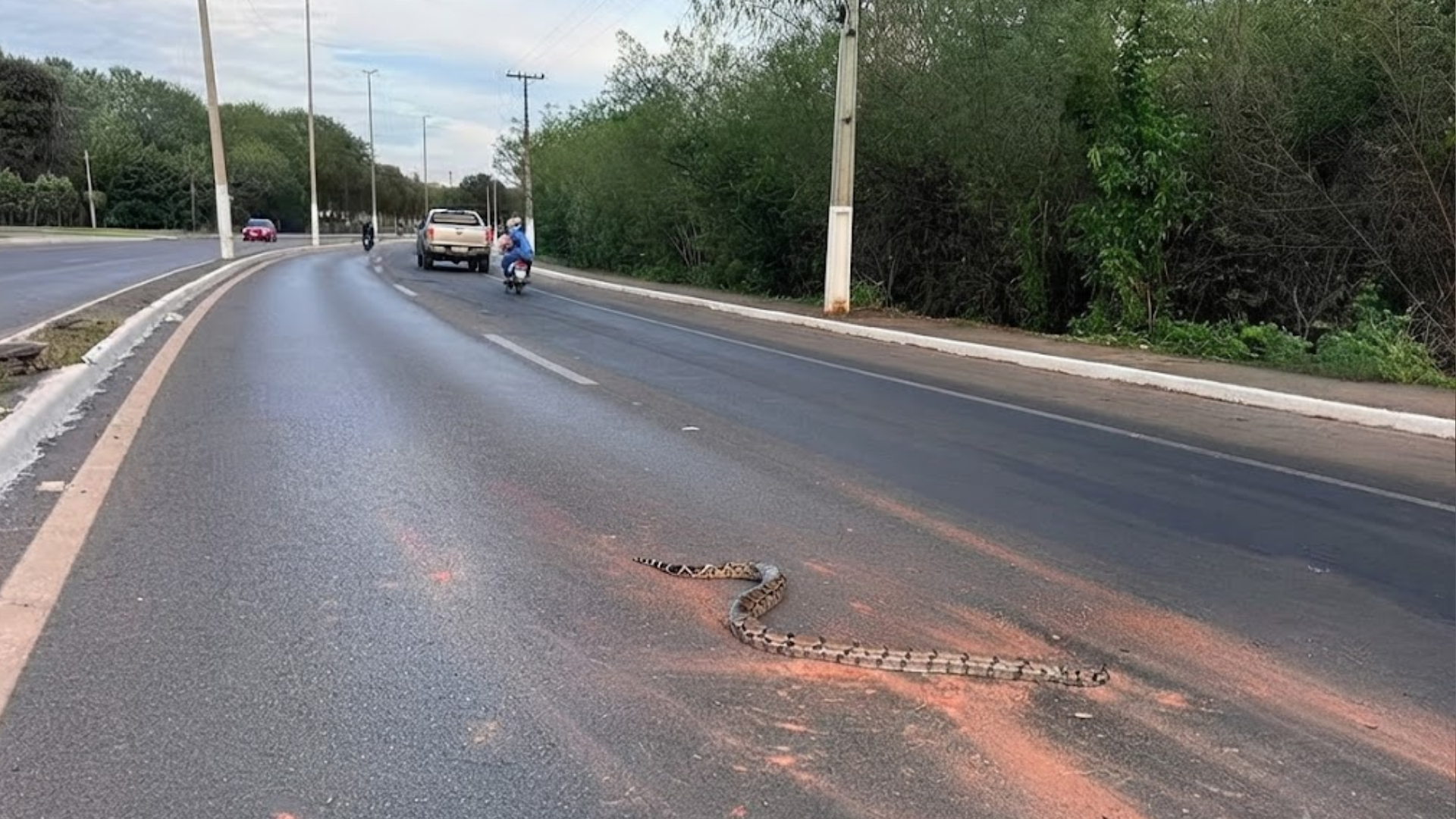 Jiboia atravessa avenida, causa freada brusca e acaba morrendo após acidente em Mato Grosso