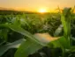 Mato Grosso: Vendas de Milho da Safra 2025/26 Atingem 64,29% e Soja Alcança 93%