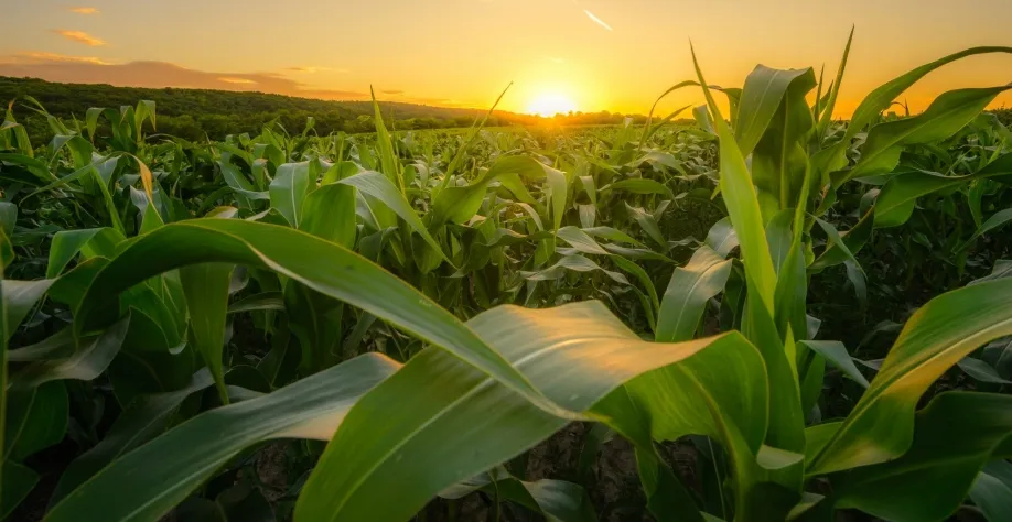 Na reta final da colheita, Mato Grosso se aproxima de novo recorde e deve colher 57,3 milhões de toneladas de milho