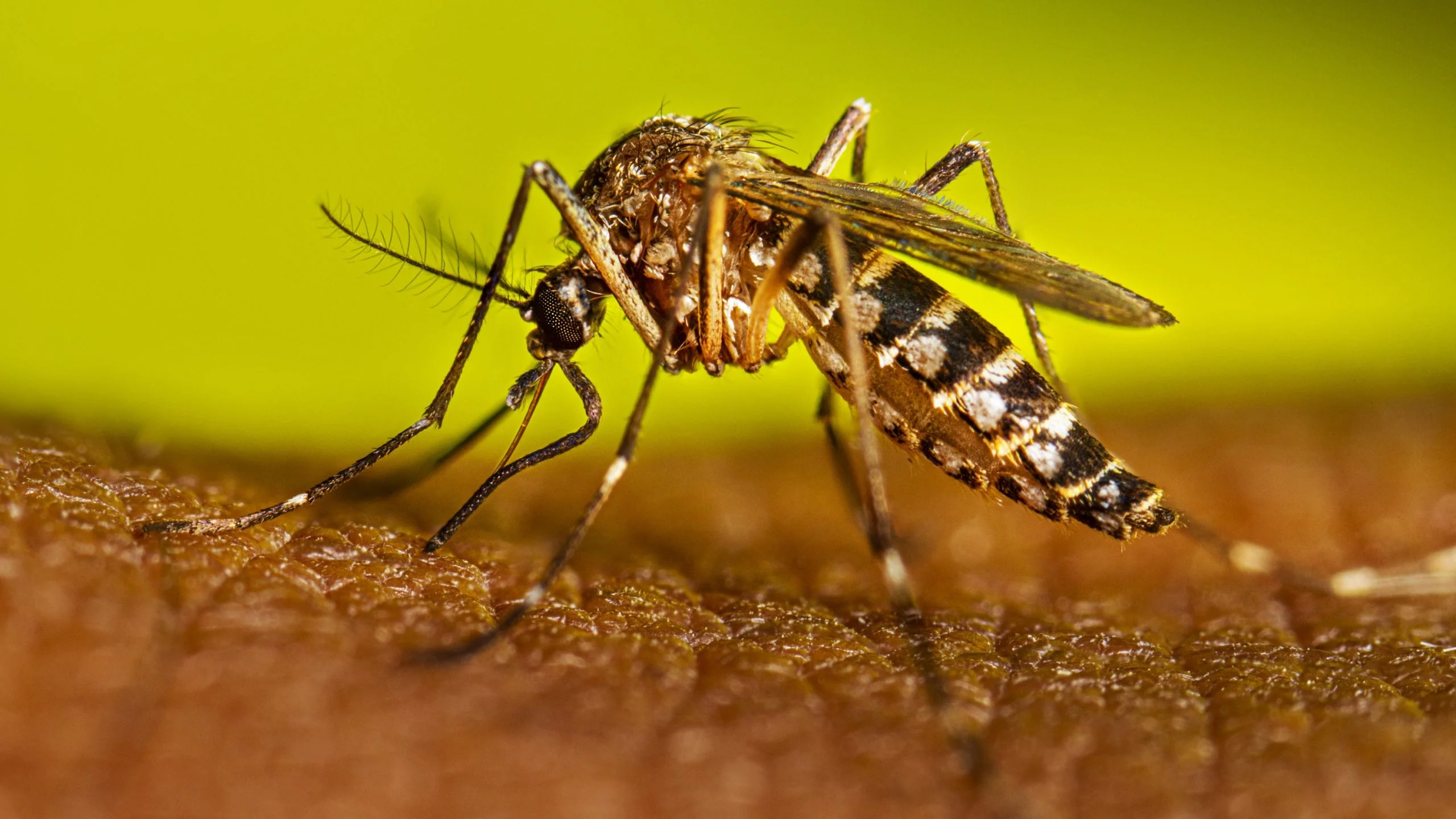 Mosquito da denque