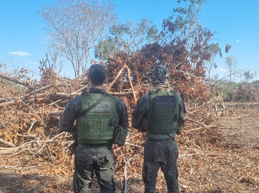Policiais militares do batalhão ambiental observando árvores derrubadas